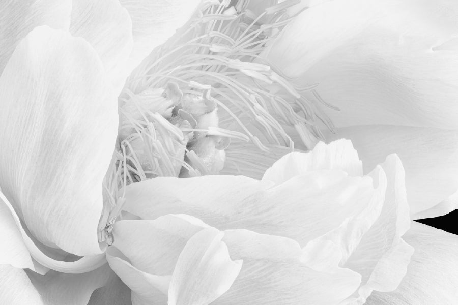 Peony Blossom Flower B&W Macro Photograph Home Decor Premium Quality Poster Print Choose Your Sizes