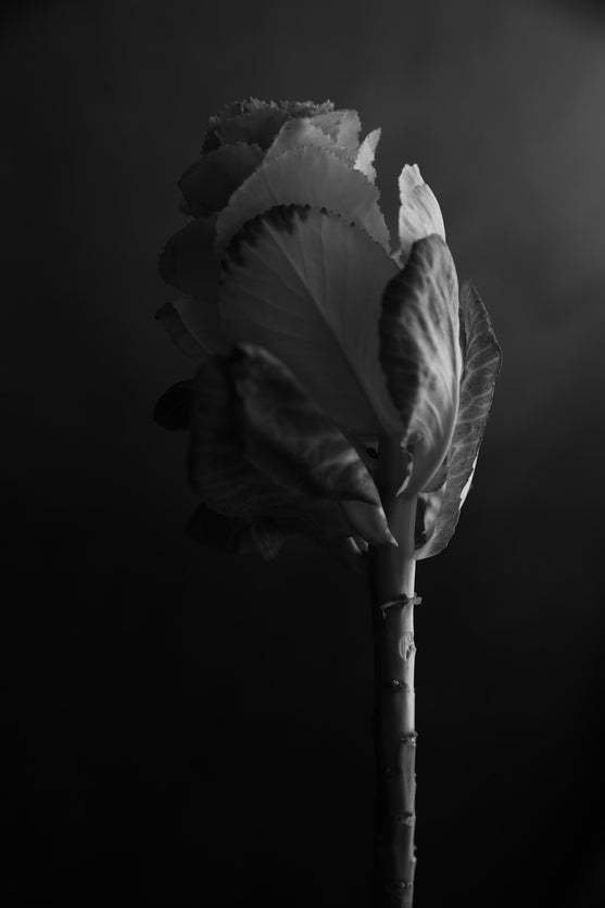 Irises Plant Closeup B&W View Photograph Print 100% Australian Made