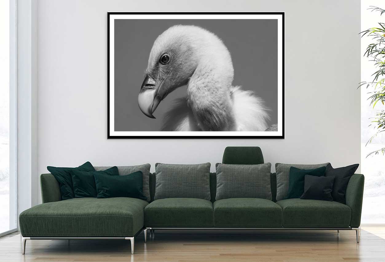 Vulture Bird B&W View Photograph Home Decor Premium Quality Poster Print Choose Your Sizes