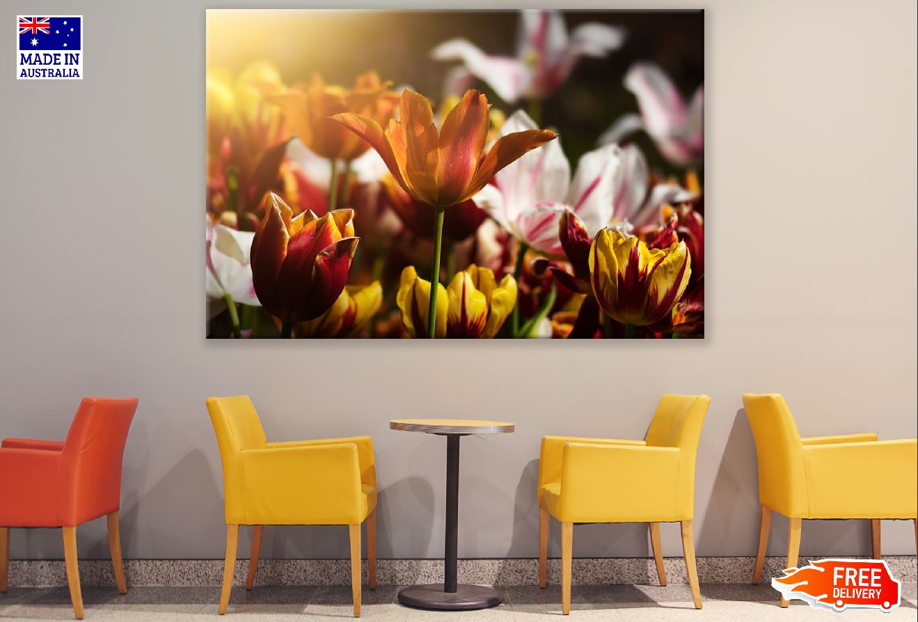 Orange Tulip Flower Closeup Sunset Photograph Print 100% Australian Made