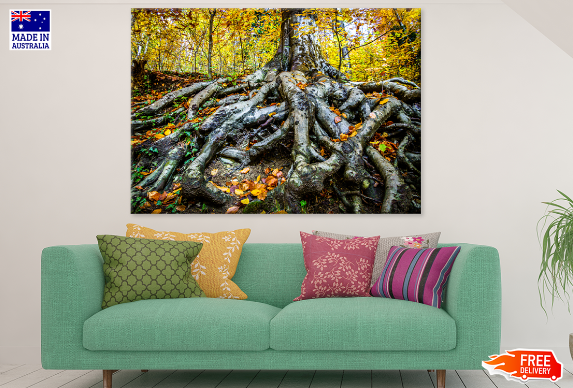 Hardwood Forest & Trees Photograph Print 100% Australian Made