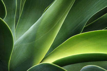 Green Leaf Closeup View Photograph Print 100% Australian Made