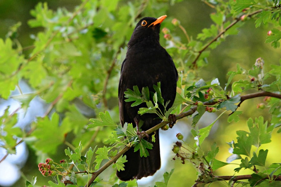 Blackbird in a Willow Tree Photograph Print 100% Australian Made