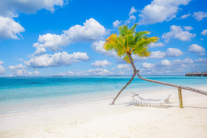 Hammock on Palm Tree & Sandy Sea Photograph Home Decor Premium Quality Poster Print Choose Your Sizes