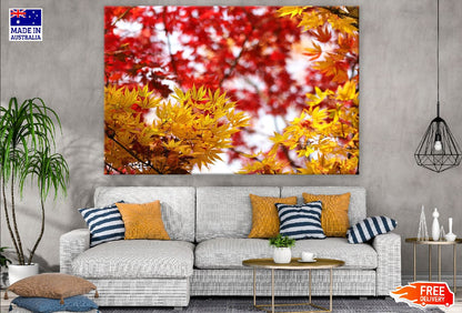 Yellow Maple Leaves Branch Photograph Print 100% Australian Made