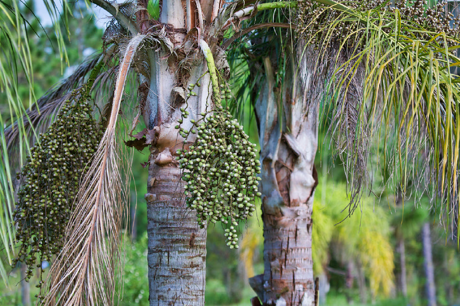 King Palm Tree with Seeds View Photograph Print 100% Australian Made