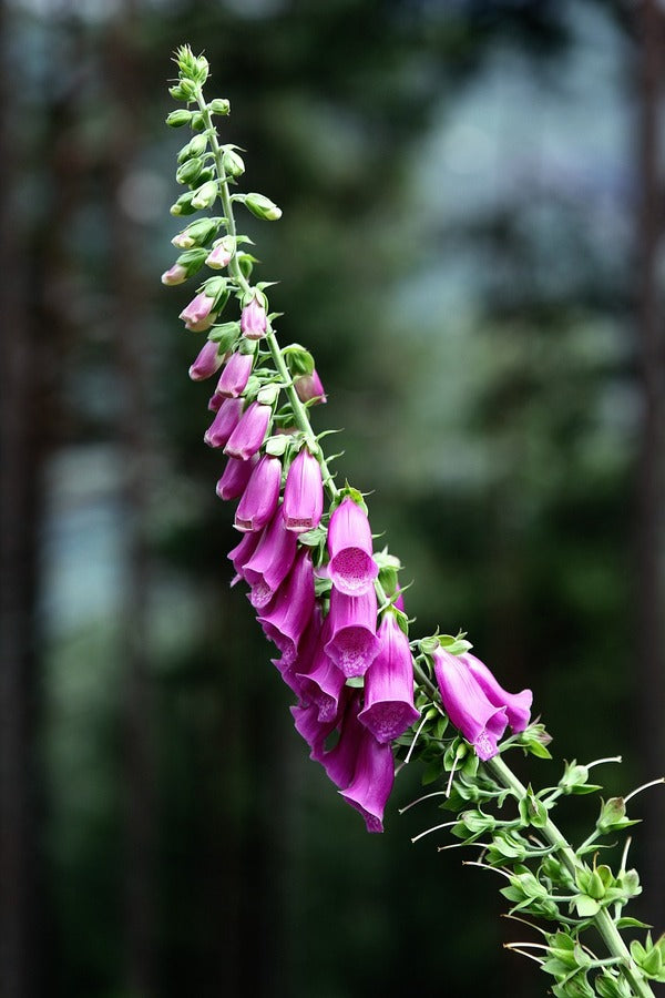 Foxglove Flower Closeup Photograph Print 100% Australian Made