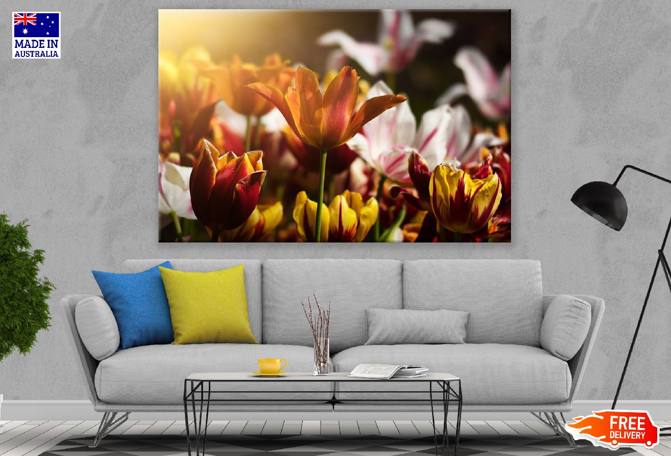 Orange Tulip Flower Closeup Sunset Photograph Print 100% Australian Made