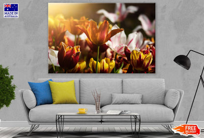 Orange Tulip Flower Closeup Sunset Photograph Print 100% Australian Made