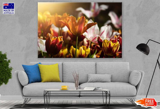 Orange Tulip Flower Closeup Sunset Photograph Print 100% Australian Made