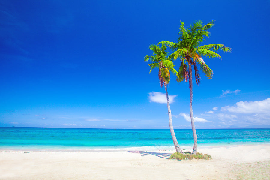 Palm Trees near Sea Blue Sky View Photograph Home Decor Premium Quality Poster Print Choose Your Sizes
