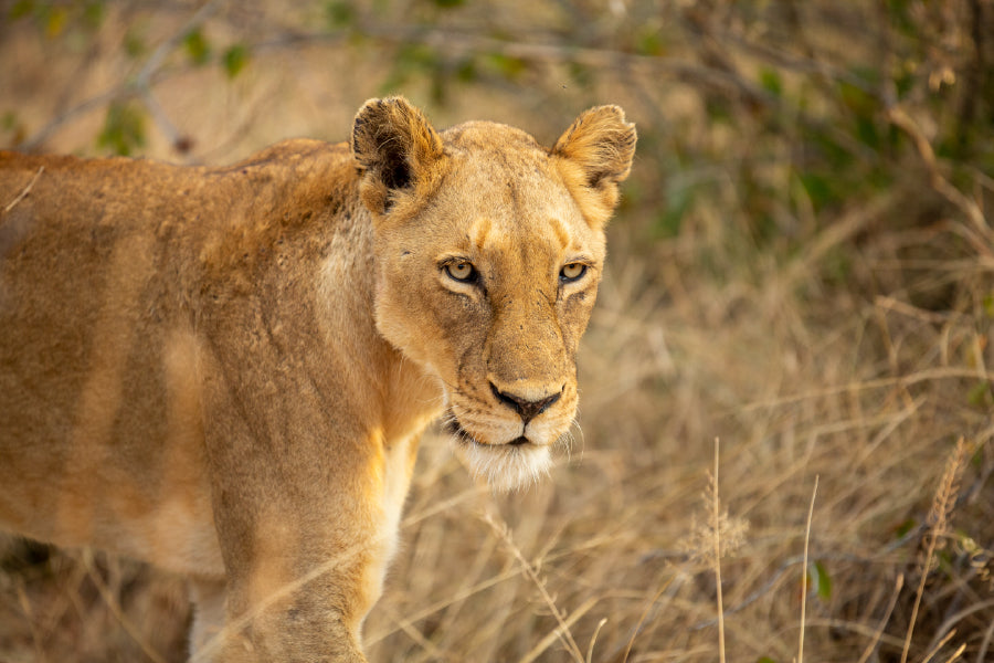 Lioness in Landscape View Photograph Print 100% Australian Made