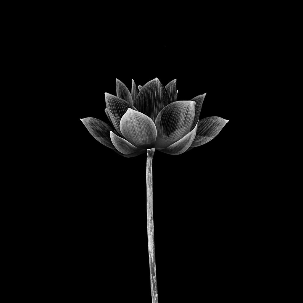 Square Canvas Lotus Flower on Dark B&W View High Quality Print 100% Australian Made