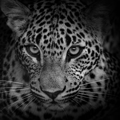 Square Canvas Leopard Portrait B&W Closeup View High Quality Print 100% Australian Made