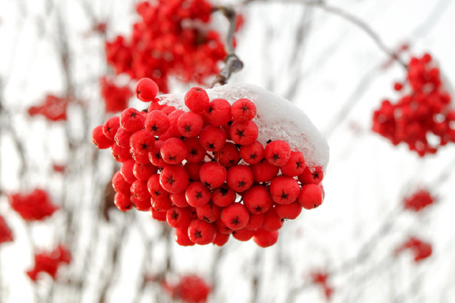 Snow on Rowan Berries Photograph Print 100% Australian Made
