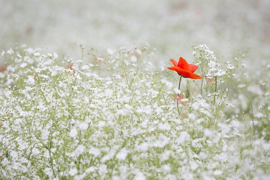 White Flowers with Red Poppy Flower Photograph Print 100% Australian Made