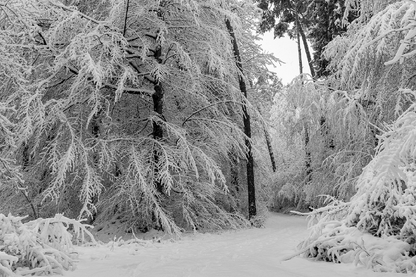 Road in Snow Covered Trees Photograph Print 100% Australian Made