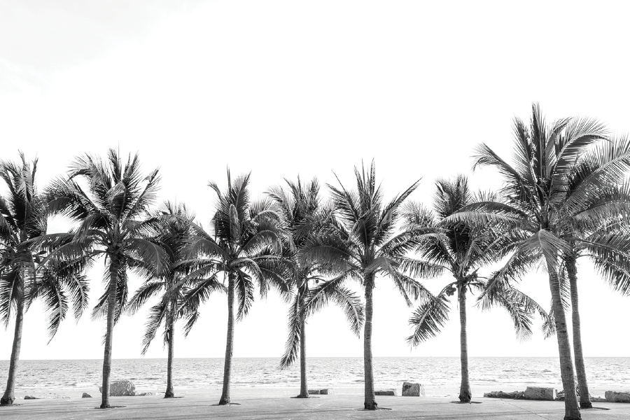 Plam Trees & Rock On Sea Sky View Print 100% Australian Made