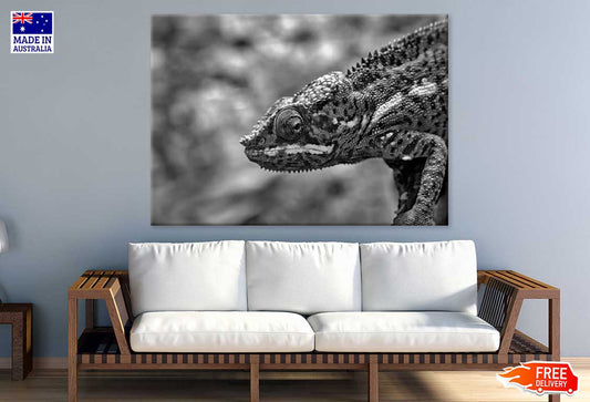 Chameleon Closeup B&W Photograph Print 100% Australian Made