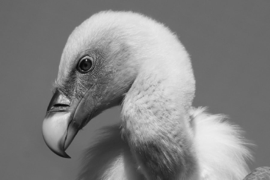 Vulture Bird B&W View Photograph Home Decor Premium Quality Poster Print Choose Your Sizes