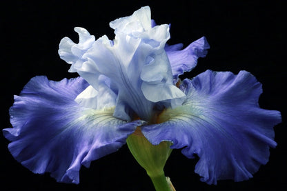 Iris Plants with Flower Photograph Print 100% Australian Made