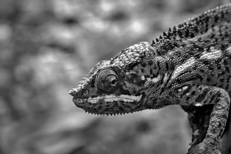 Chameleon Closeup B&W Photograph Print 100% Australian Made