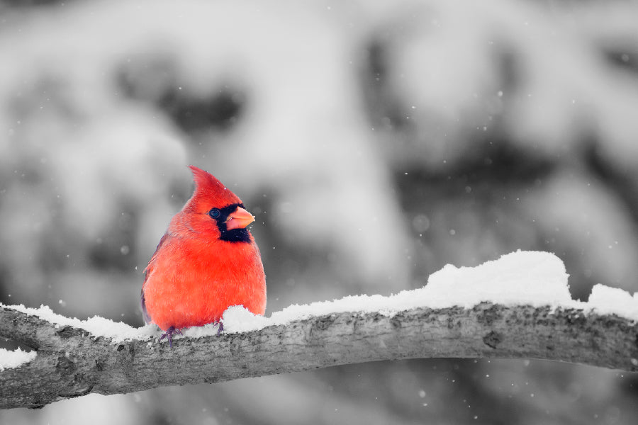 Cardinal Bird on Snowy Tree Branch Photograph Print 100% Australian Made