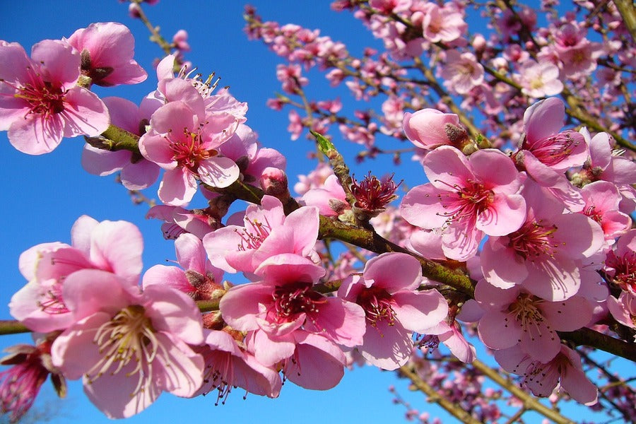 Pink Blossom Flowers Closeup Photograph Print 100% Australian Made
