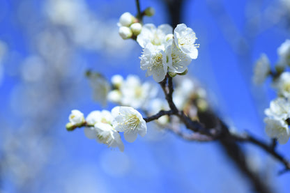 White Blossom Flowers Branch View Photograph Print 100% Australian Made