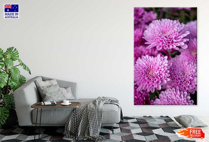 Purple Dahlia Flowers Photograph Print 100% Australian Made