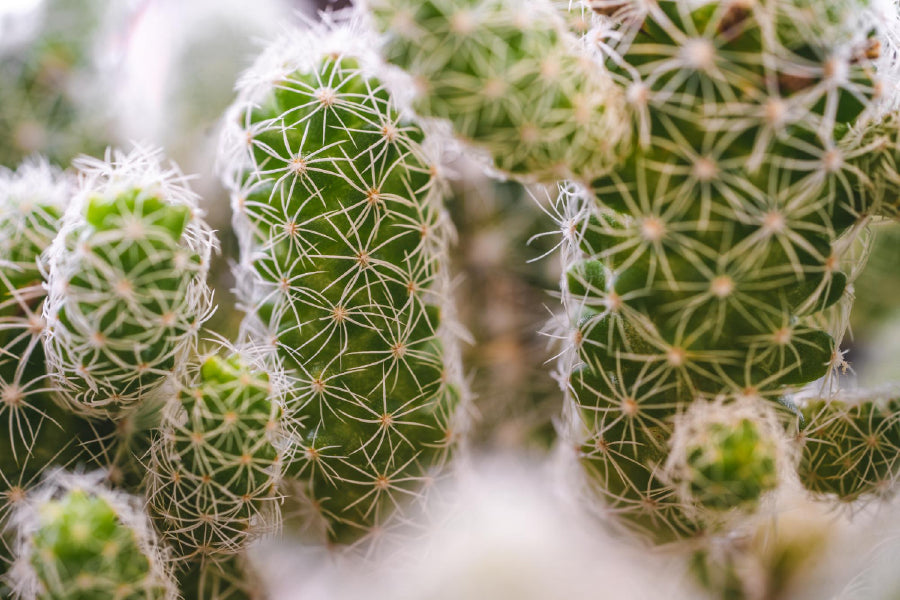 Green Succulent Plant Closeup View Photograph Print 100% Australian Made