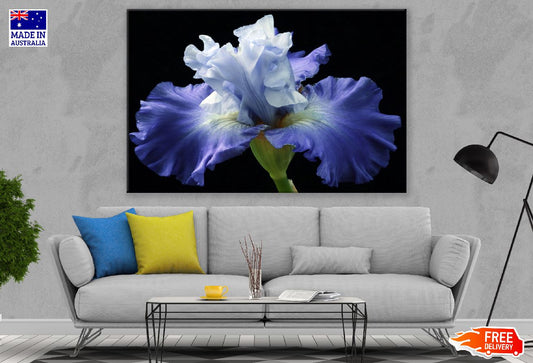 Iris Plants with Flower Photograph Print 100% Australian Made