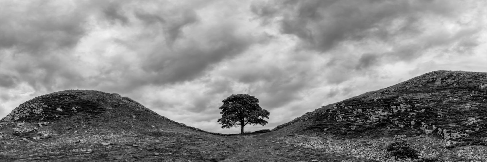 Panoramic Canvas Alone Tree Hill B&W View Photograph High Quality 100% Australian Made Wall Canvas Print Ready to Hang