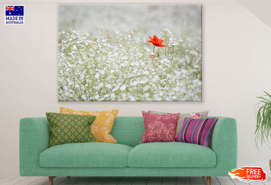 White Flowers with Red Poppy Flower Photograph Print 100% Australian Made