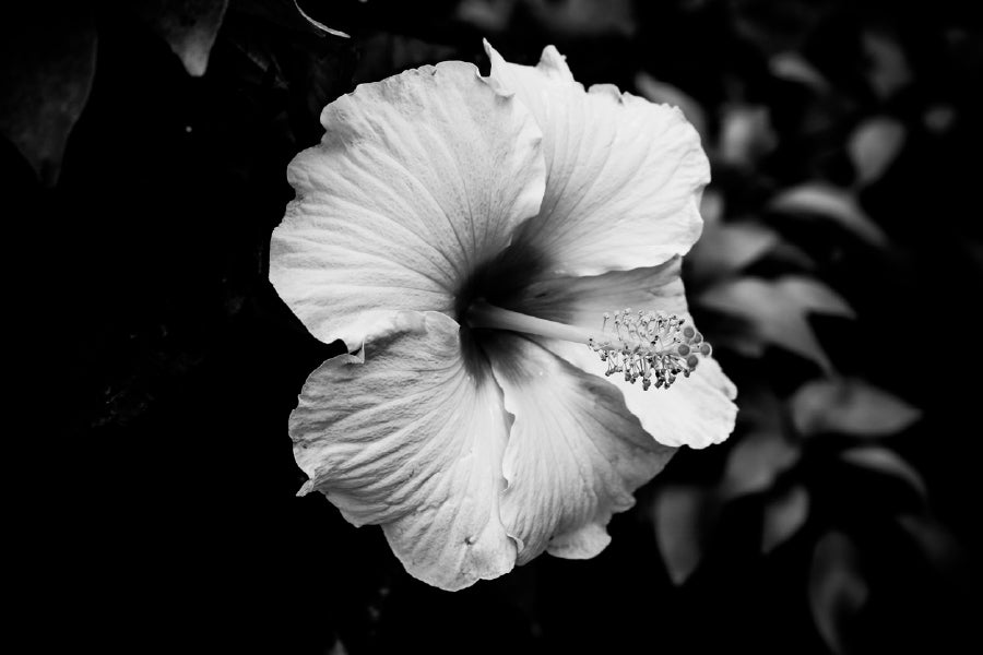 Hibiscus Flower B&W Photograph Print 100% Australian Made