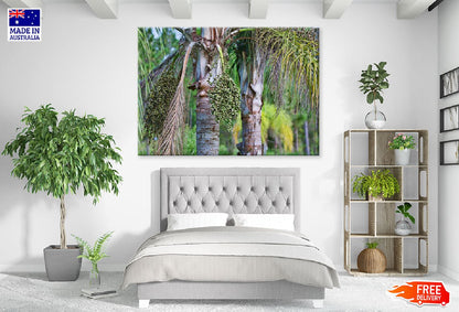 King Palm Tree with Seeds View Photograph Print 100% Australian Made