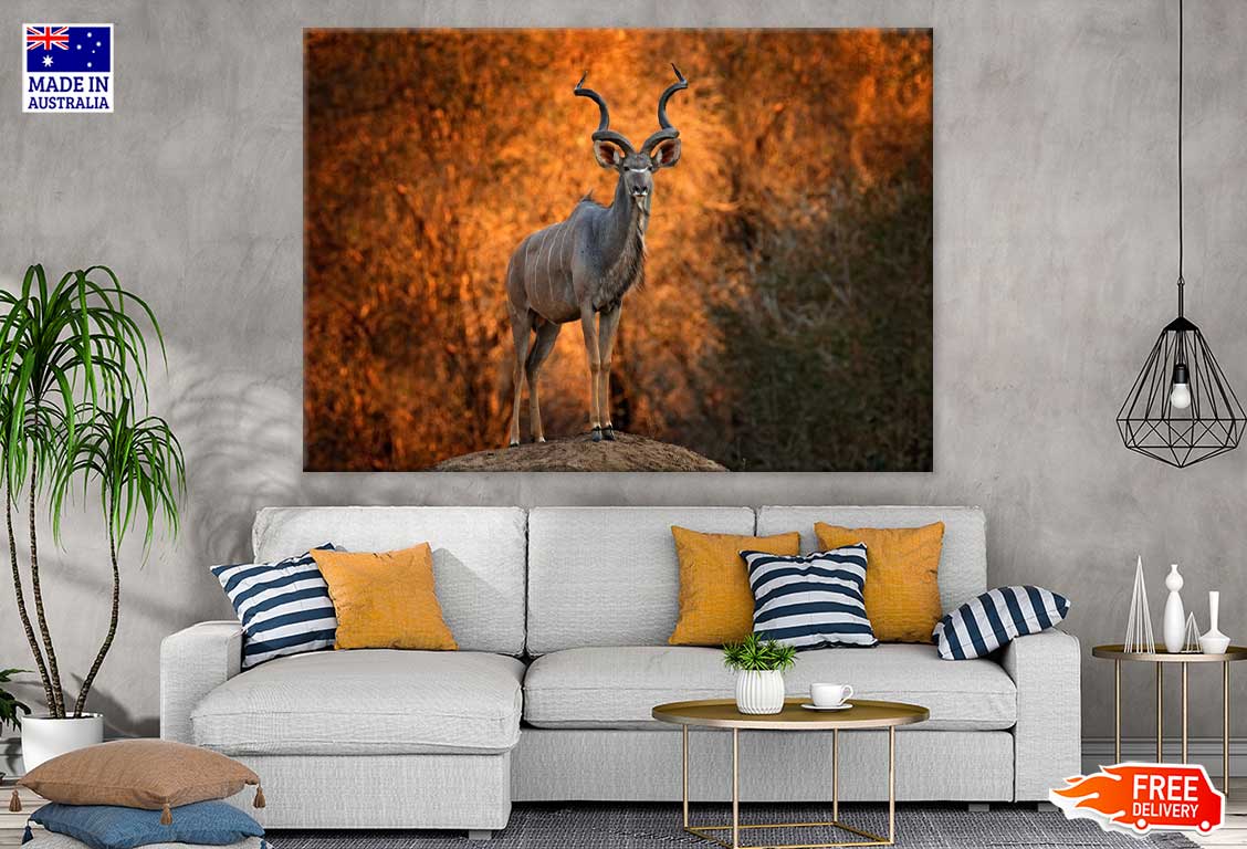 African Antelope View Photograph Print 100% Australian Made