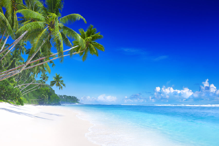 Tropical Beach Paradise Palm Tree Photograph Home Decor Premium Quality Poster Print Choose Your Sizes