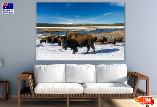 American Bison on Yellowstone National Park Print 100% Australian Made