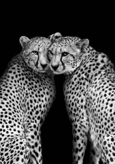 Cheetah Pair Portrait B&W Photograph Print 100% Australian Made