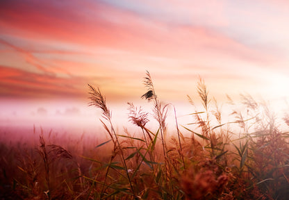 Grass Closeup Photograph at Sunset Print 100% Australian Made