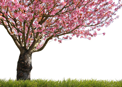 Pink Flower Tree Photograph Home Decor Premium Quality Poster Print Choose Your Sizes