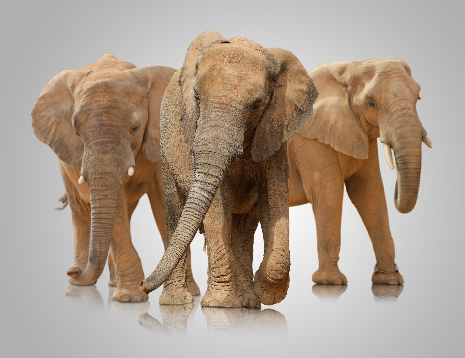 Elephants Walking Photograph Print 100% Australian Made