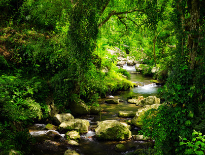 Deep Forest Photograph Print 100% Australian Made