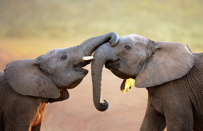 Elephants Playing Closeup Photograph Print 100% Australian Made