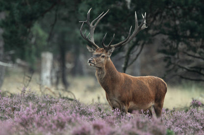 Deer on Flower Field Photograph Home Decor Premium Quality Poster Print Choose Your Sizes