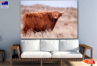 Highland Cow in Grass Field Photograph Print 100% Australian Made