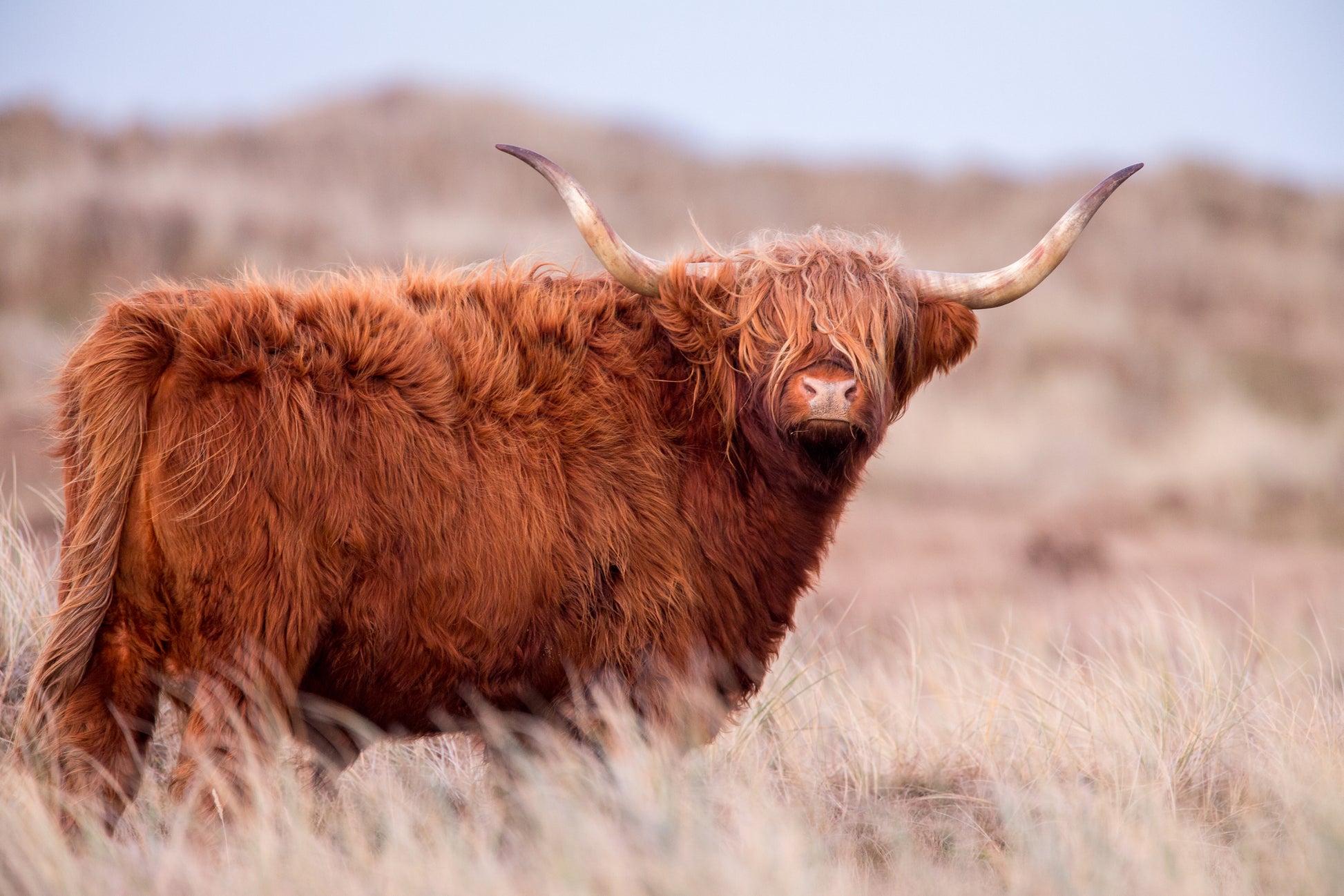 Highland Cow Closeup Photograph Home Decor Premium Quality Poster Print Choose Your Sizes