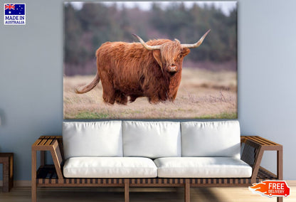 Highland Cow in Grass Field Photograph Print 100% Australian Made