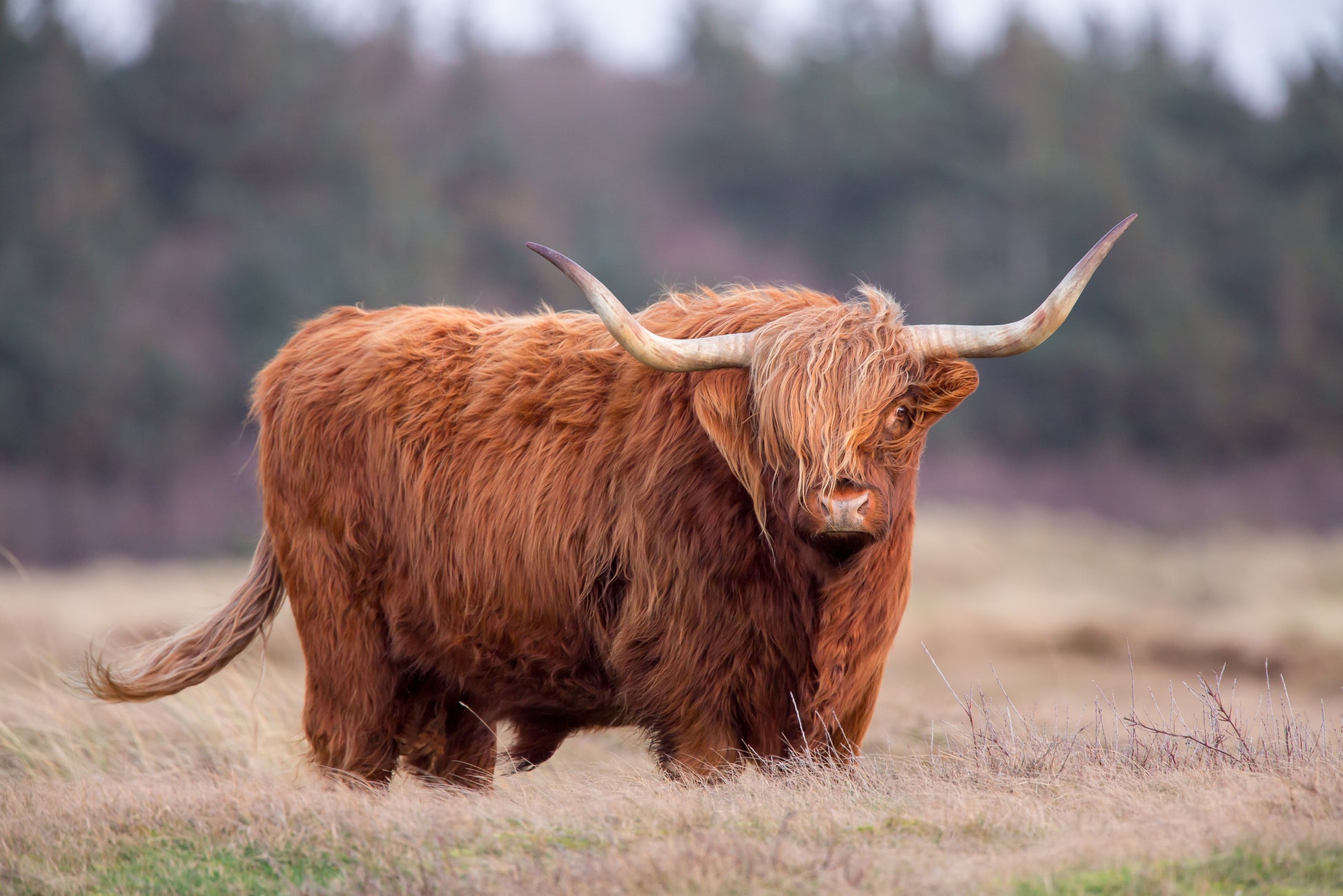 Highland Cow Closeup Photograph Home Decor Premium Quality Poster Print Choose Your Sizes